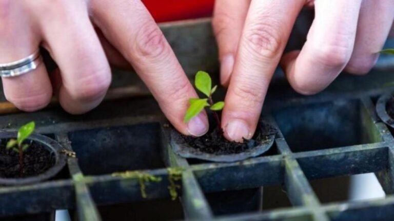 Photo credit: Mapfre will convert every goal scored in the CONMEBOL Libertadores into the planting of native Atlantic Forest trees.
